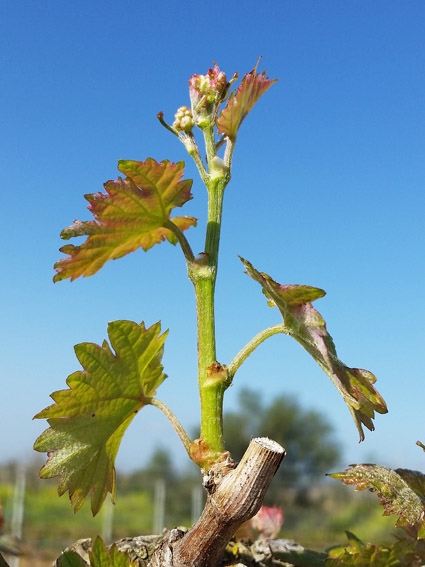 שובר אירוח וביקור ביקב זוגי