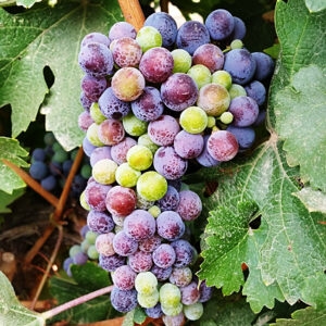 שובר אירוח ביקב לזוג