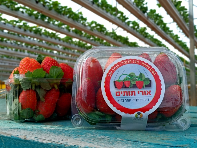 תותים מארז קטן