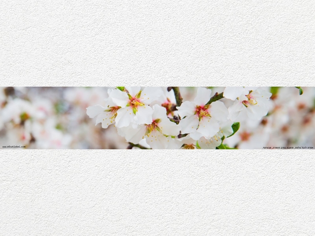 ראנר עם צילומי נוף מהעוטף - לשולחן האוכל