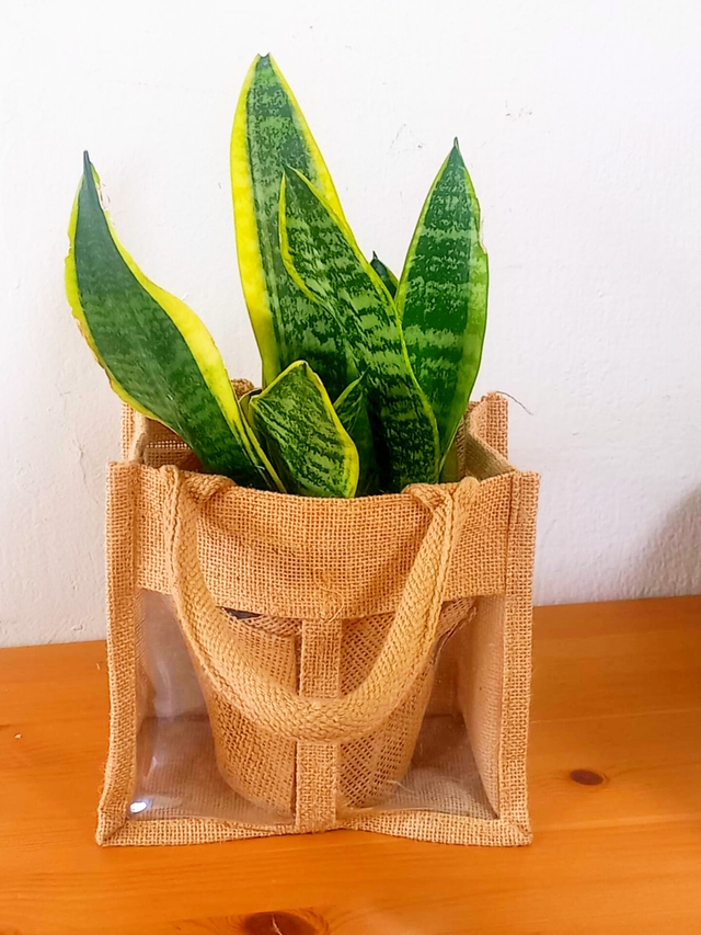 עציץ בבד יוטה עם צמח בבית+שקית לבחירה