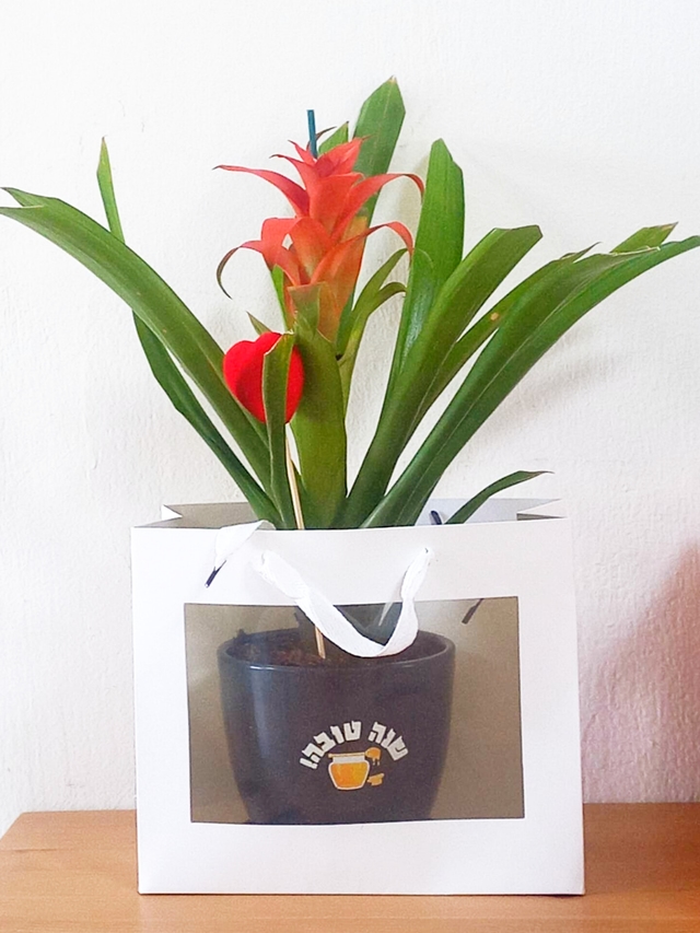 עציץ עם הקדשה צמחי בית עמידים+שקית לבחירה-