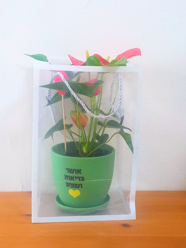 עציץ עם הקדשה תבלין/פורח + שקית