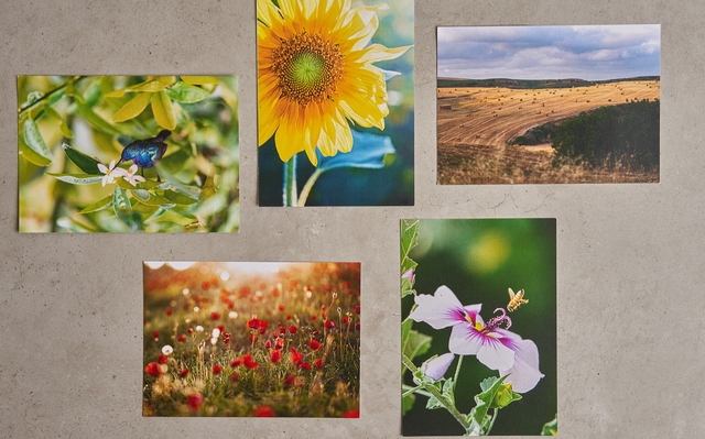 גלויה מנופי העוטף