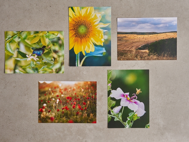 גלויה מנופי העוטף (עסקי)